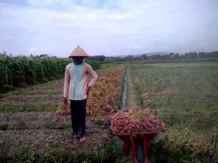 Petani Bawang Merah di Desa Gadingharjo