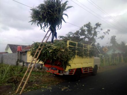 Truk Pencari Pakan dari Kabupaten Gunung Kidul