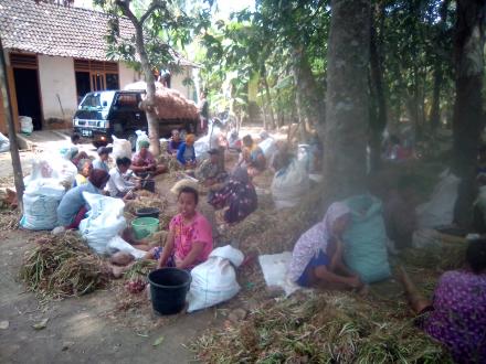 Kerja Sampingan di Musim Panen Bawang Merah