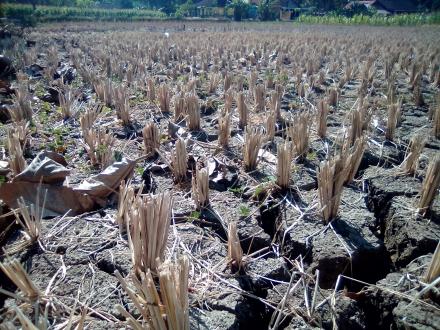 Menunggu Hujan Lahan Sawah Terbengkalai