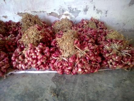 Menyiasati Harga Bawang Merah yang Anjlok