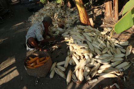 Musim Panen Jagung di Gadingharjo