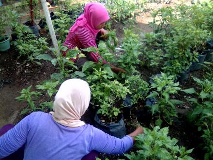 Perawatan Tanaman  oleh Ibu-Ibu KWT Dusun Pranti