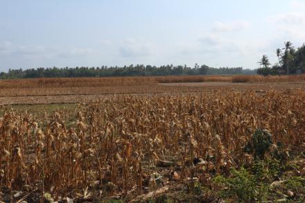 Usai Sudah Musim Panen Jagung Petani Menunggu Hujan