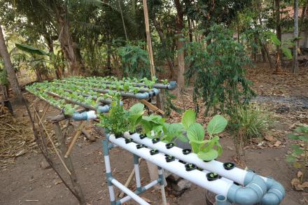 Pengembangan Lahan Hidroponik