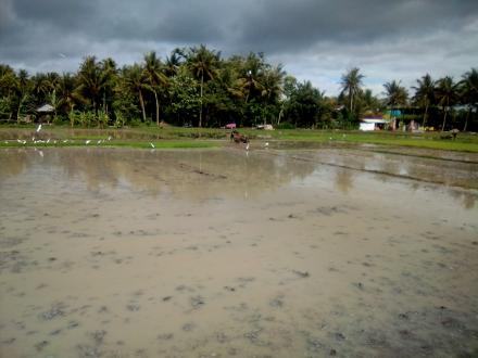 Petani Mulai Tanam Padi 