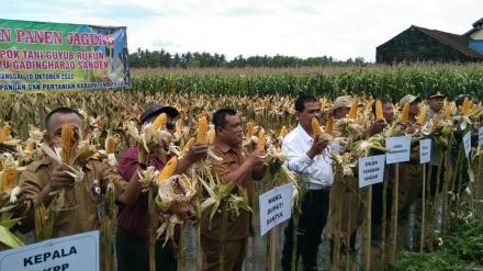 Panen Raya Jagung Nusantara