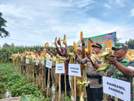 GERAKAN PANEN RAYA JAGUNG DI WILAYAH GADINGHARJO