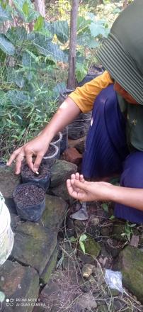 Pembibitan Labu Madu di Daleman